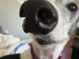 Sweet Angel Sessy the Tripawd Greyhound Keeps Helping Amputee Pets Everywhere!