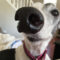 Sweet Angel Sessy the Tripawd Greyhound Keeps Helping Amputee Pets Everywhere!