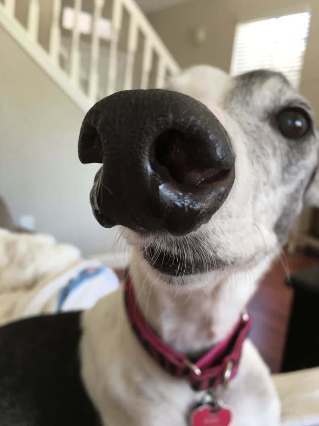 Tripawd Greyhound Sessy