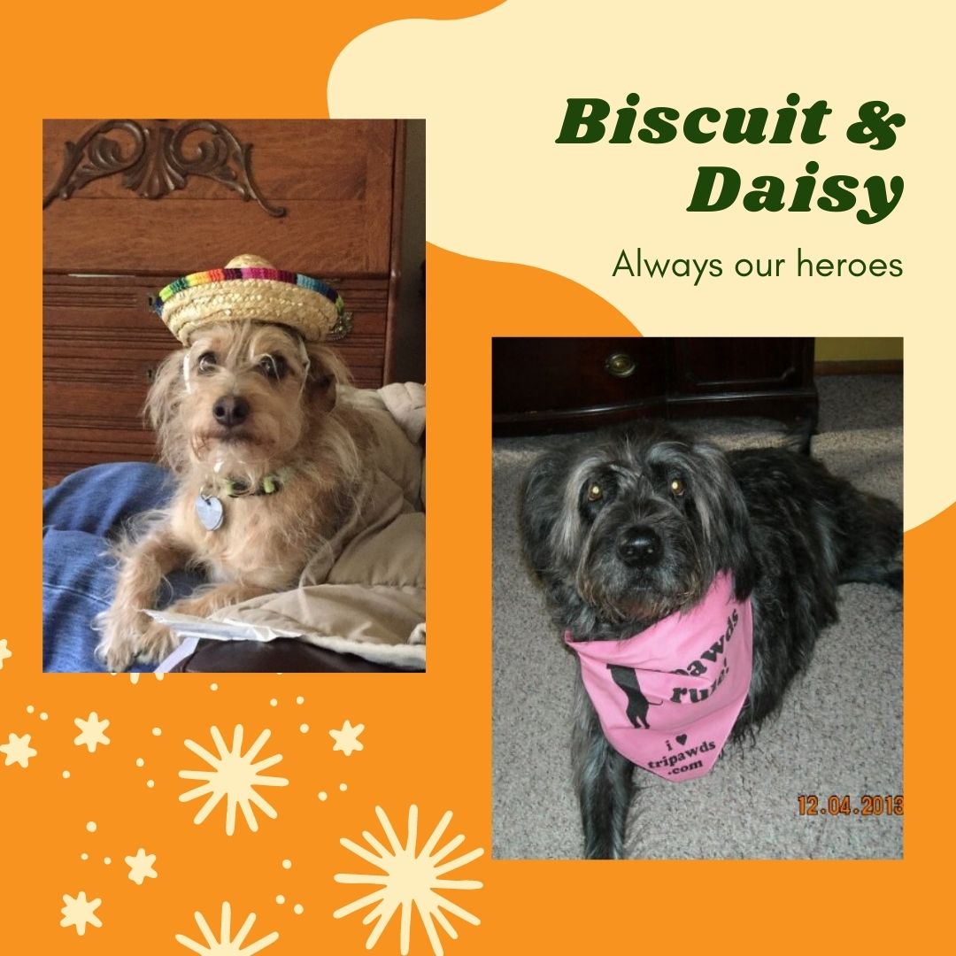 Two Tripawd dogs Biscuit and Daisy