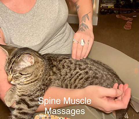 feline rehab