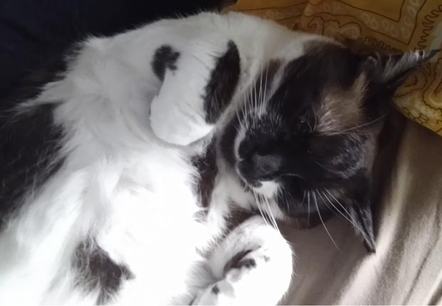 Tri-kitty Pillow