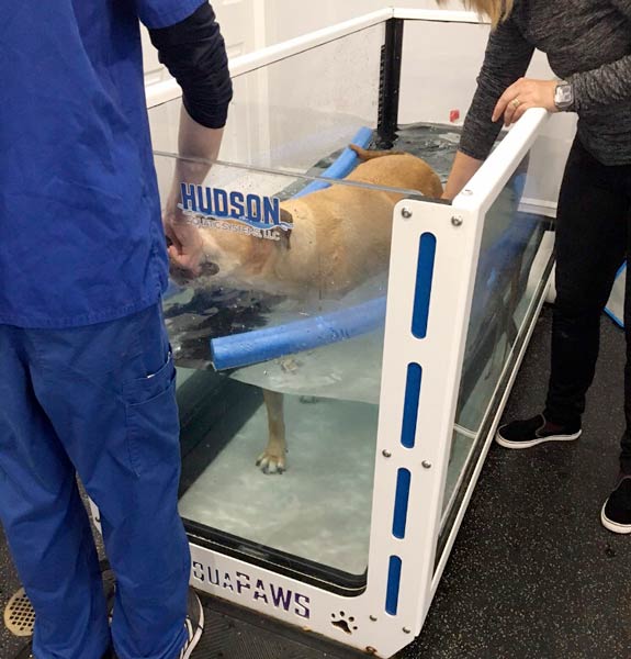 canine rehab