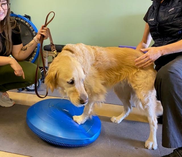 Tripawd Auri exercises on the FitPAWS Balance Disc