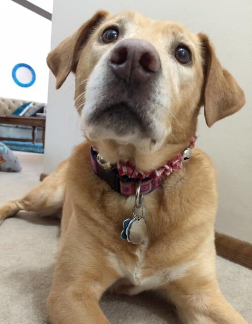 In Loving Memory of Queso - Tripawds Foundation