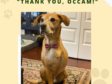 Best Dressed Tripawd Occam Says “Thank you!”