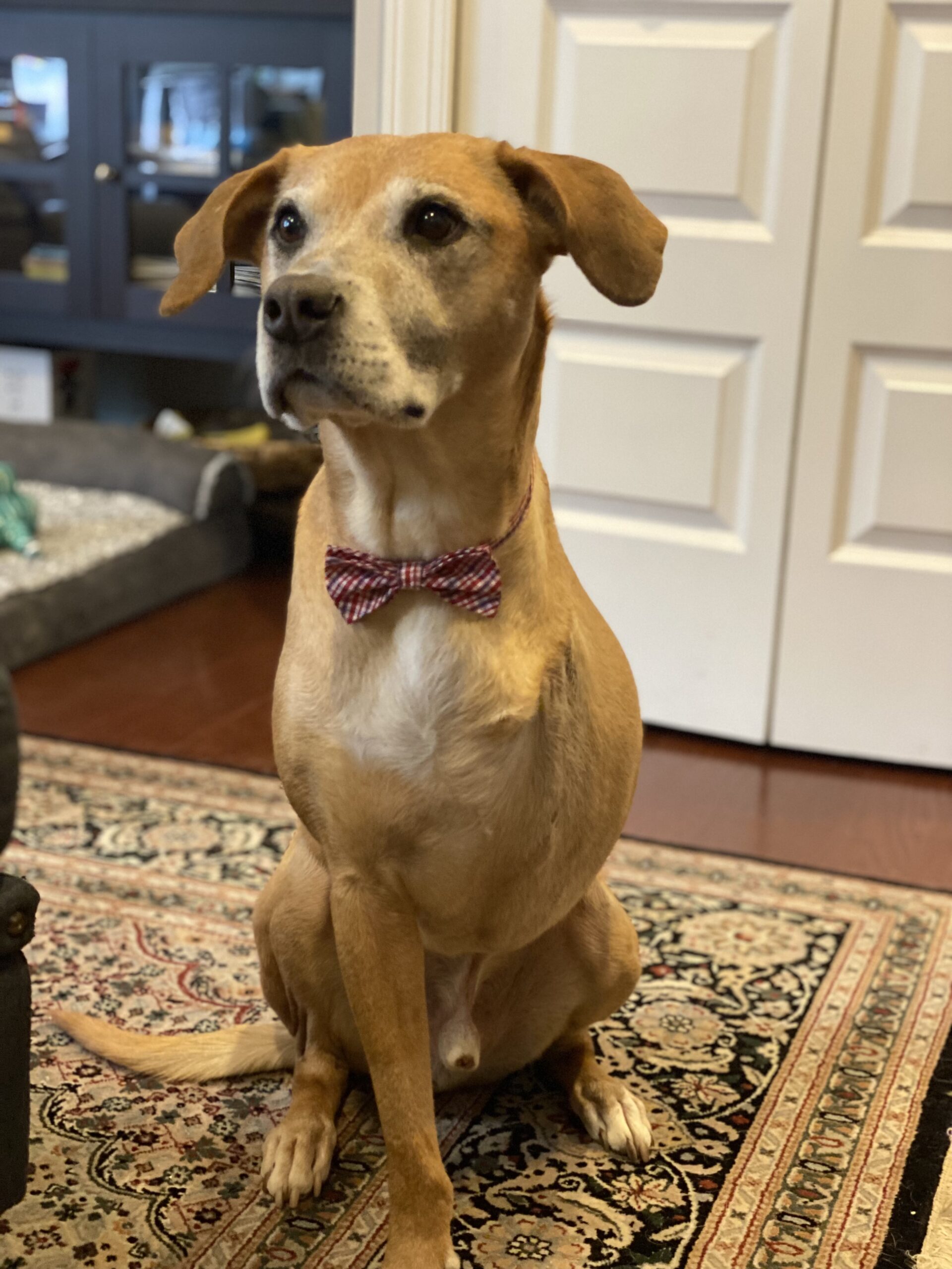 best dressed Tripawd Occam