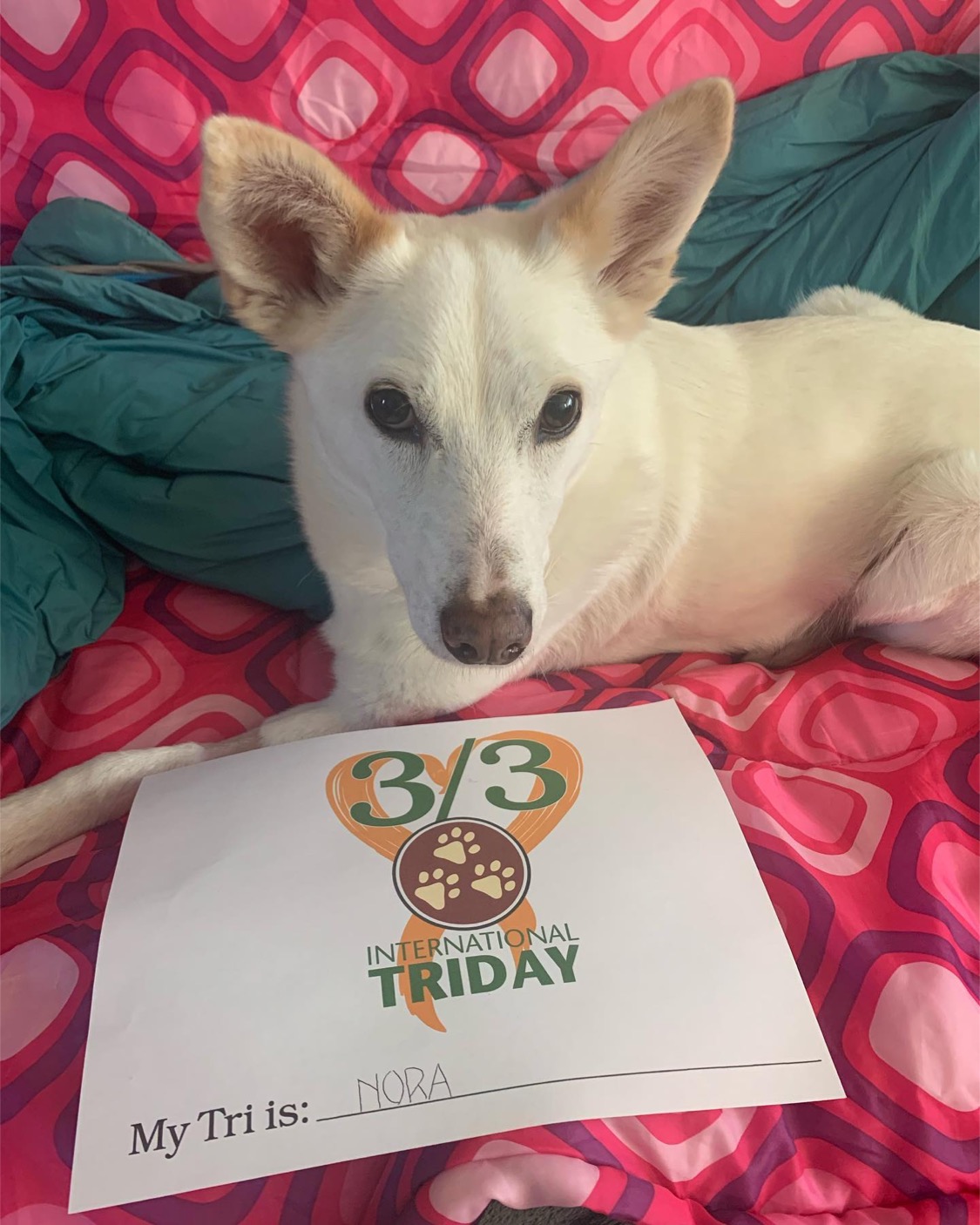 Tripawd Awareness Day Story