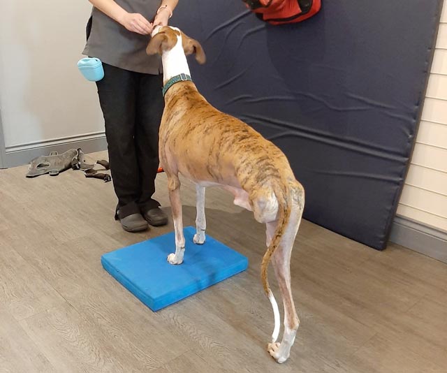 Spanish Greyhound Tai Gets Free Canine Physio to avoid a Tripawd kneei njury