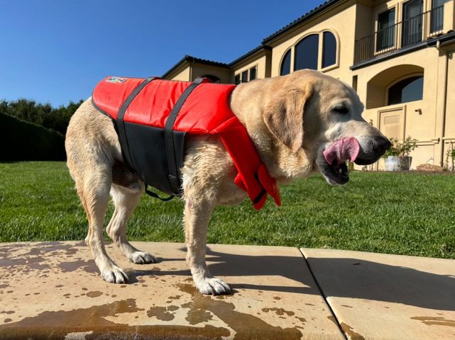 Landon Tripawd Swimming