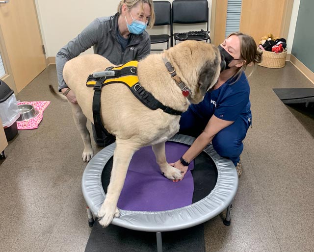 tripawd english mastiff