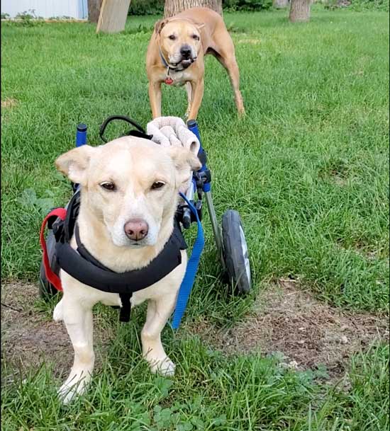 dog wheelchair