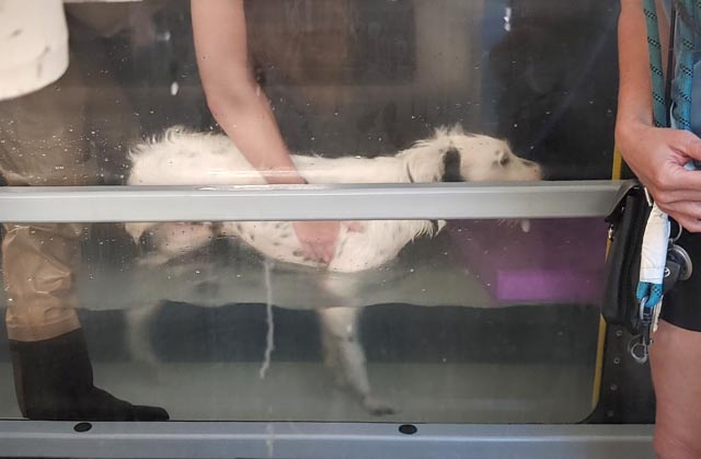 canine rehab hydrotherapy