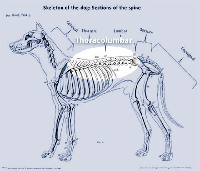 thoracolumbar