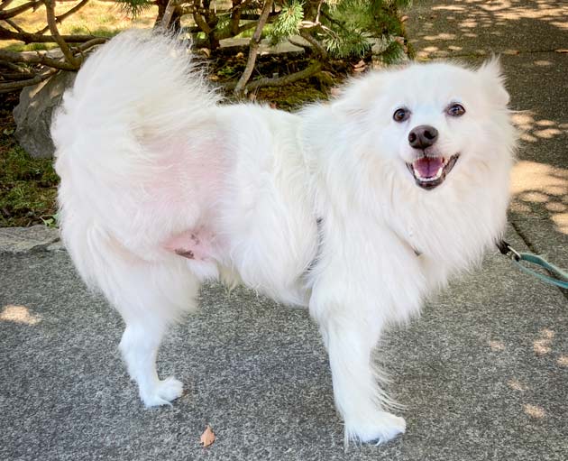 three legged american eskimo dog