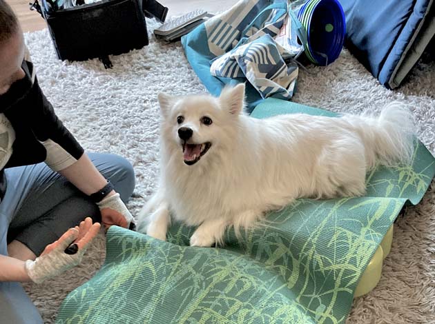 three legged american eskimo dog