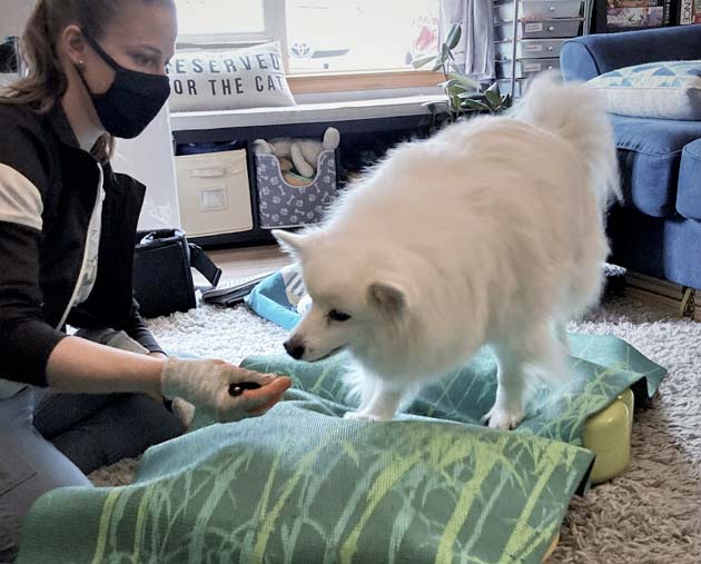 canine rehab for ronan