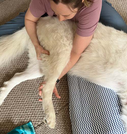 tripawd great pyrenees olaf