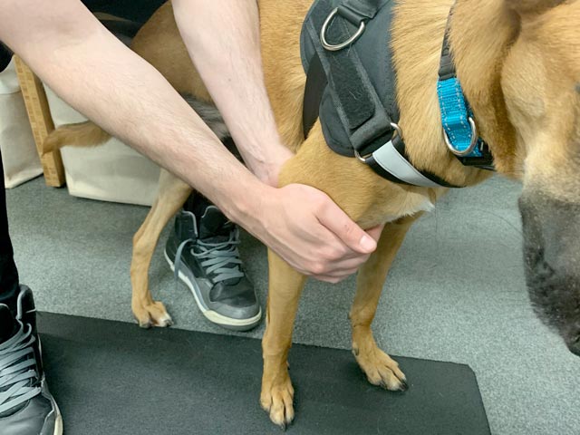 rear limb tripawd rehab