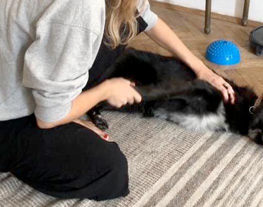 canine physio