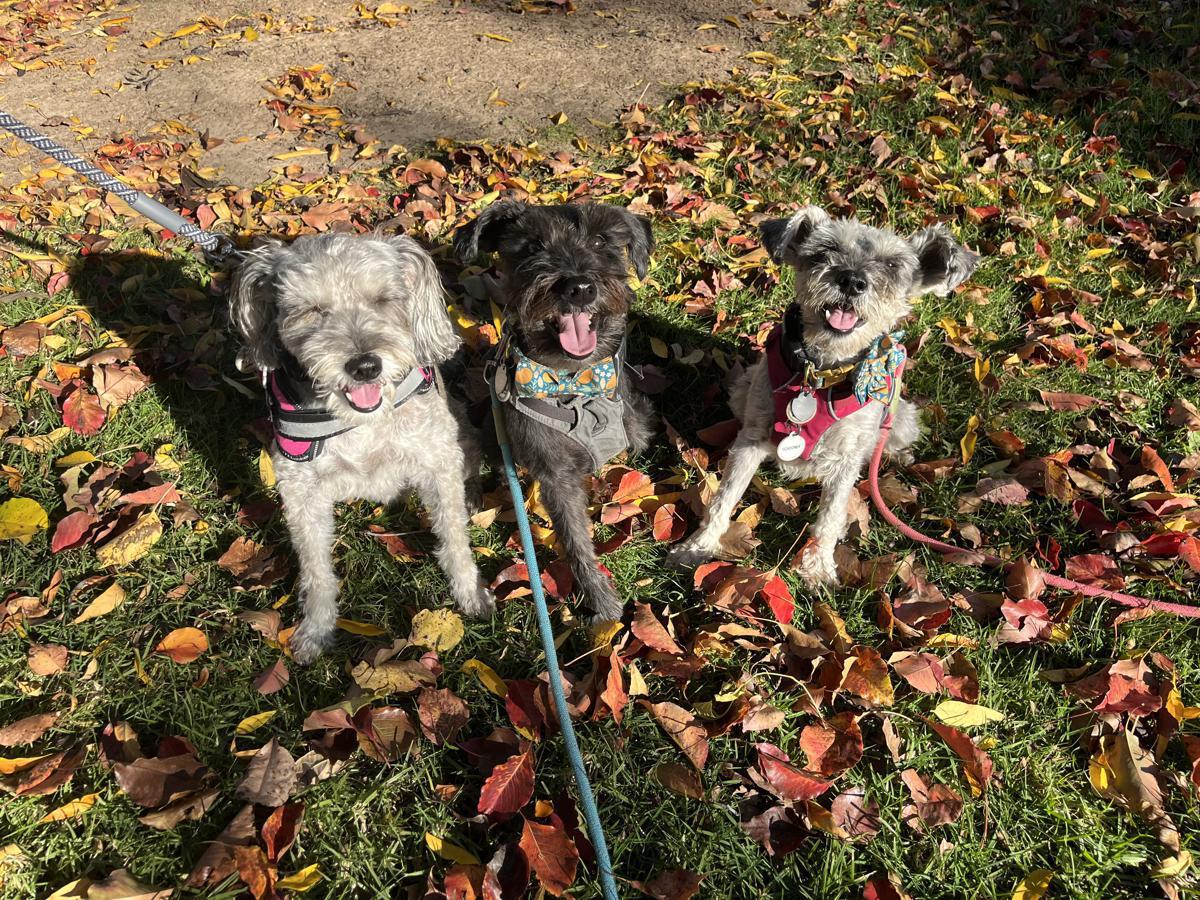 Nelson Endert the three legged Schnauzer and friends