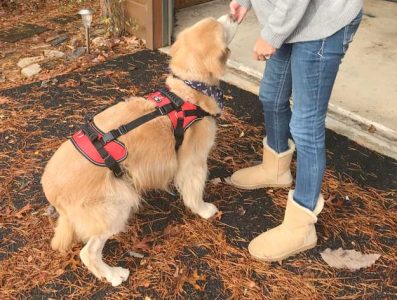 Tripawd Golden Retriever