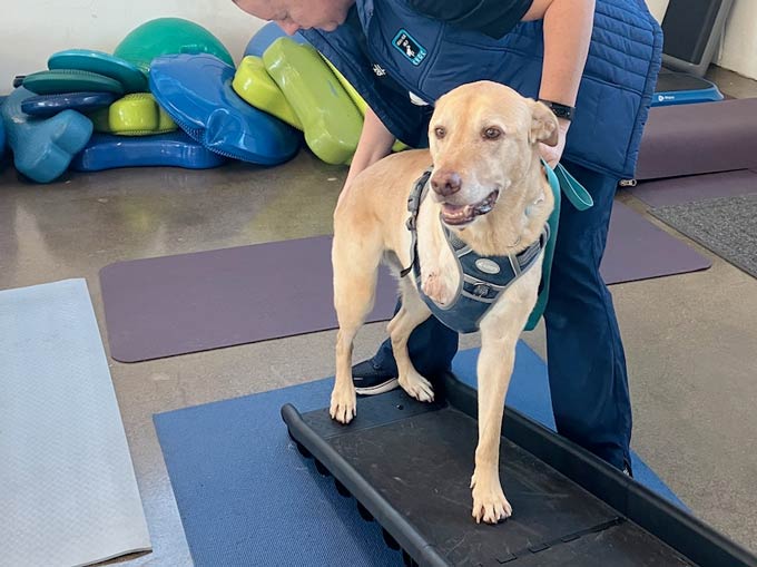 Tripawd Yellow Lab