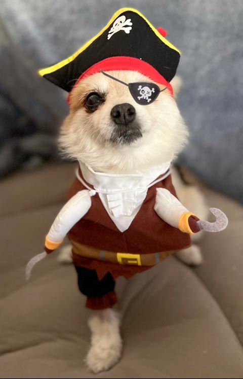 tripawd pirate