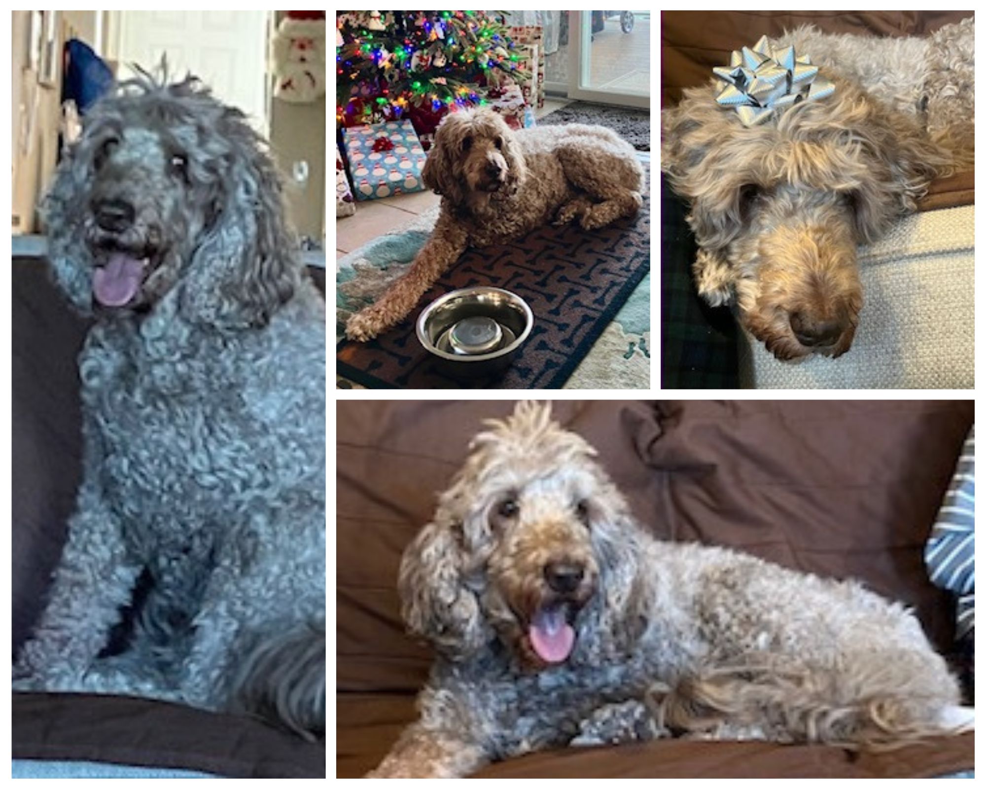 Goldendoodle Billy Tripawd Osteosarcoma Survivor