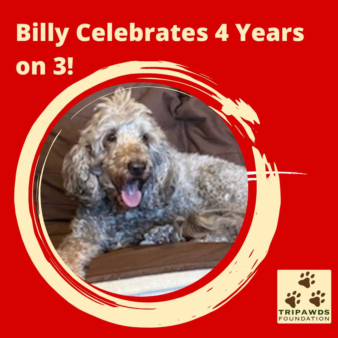 Goldendoodle Billy Tripawd Osteosarcoma Survivor