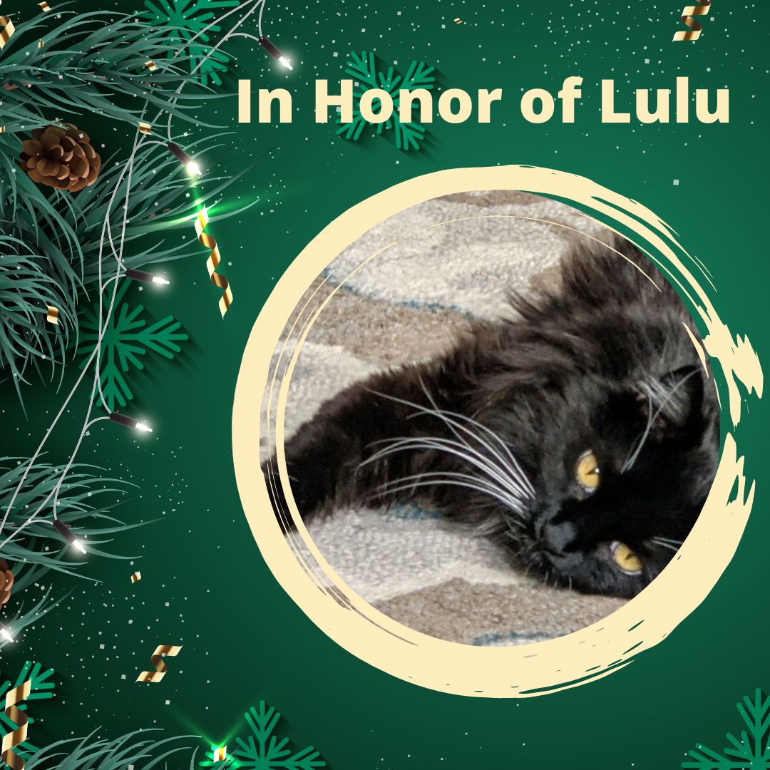 donation in honor of Lulu the three legged cat