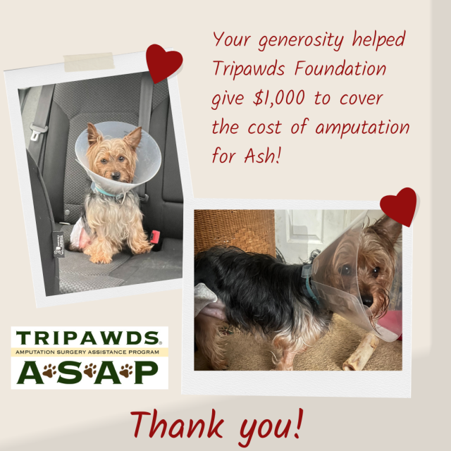 Tripawds amputation surgery help fund recipient, Ash Carbon