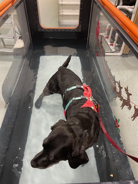 three legged dog in water therapy