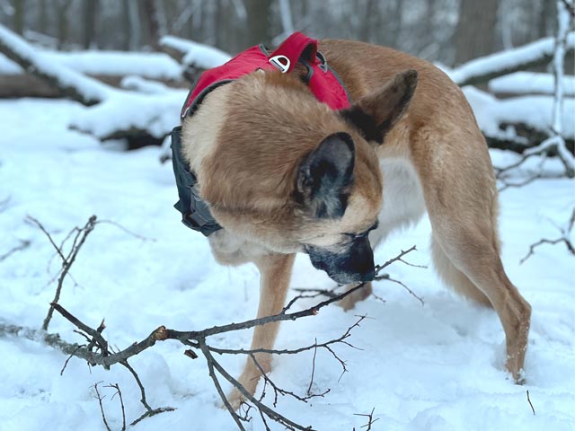 malinois tripawd aiko