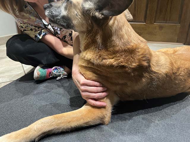 malinois tripawd rehab