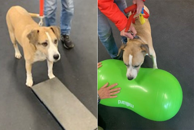 canine rehab