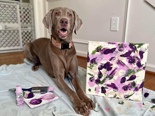 Margo the Weim paints for the 2023 Tripawds Dog Art Auction