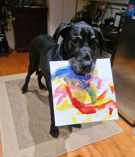 Zeus the Great Dane paints for the 2023 Tripawds Dog Art Auction