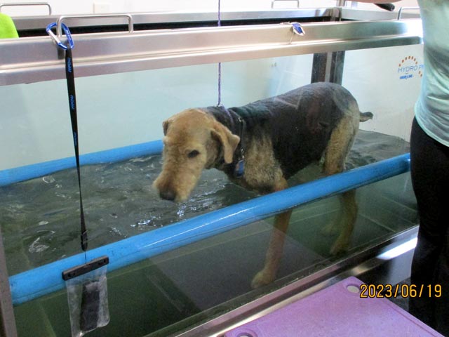 hydrotherapy for duke