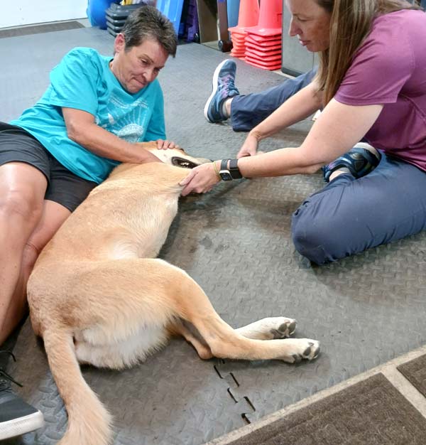 tripawd lab mix