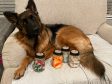 Whisky, Melinda, & the Painting Shepherds’ Help Tripawds with Homemade Candle Sales
