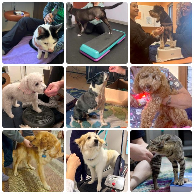 rehab therapy for three legged cats and dogs