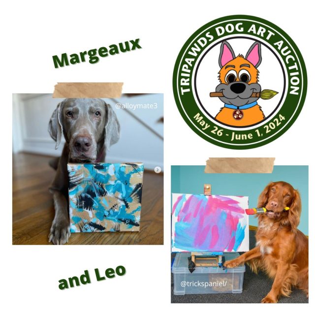 International Trick Dog Champion Leo and Margeaux the Marvelous Weim