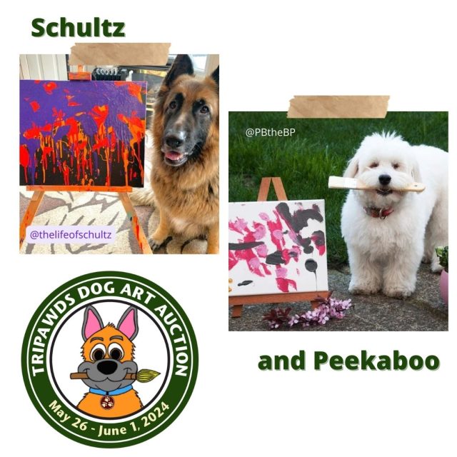 Peekaboo the Blind Puppy and Schultz the Painting Shepherd help Tripawd dogs and cats
