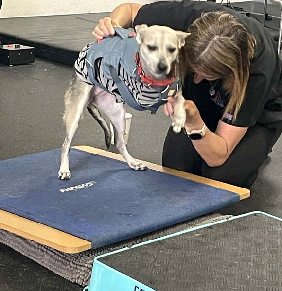 canine rehab