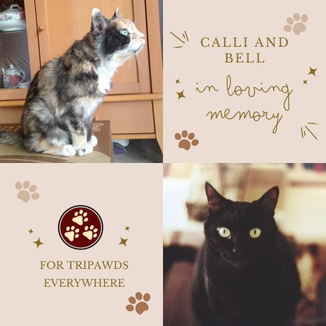 Calli and Bell tribute