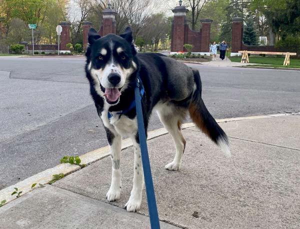 Tripawd Husky Mix Hermes