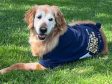 In Honor of Canine Cancer Hero Lily