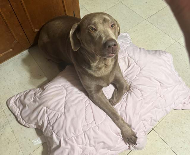 Tripawd Silver Labrador