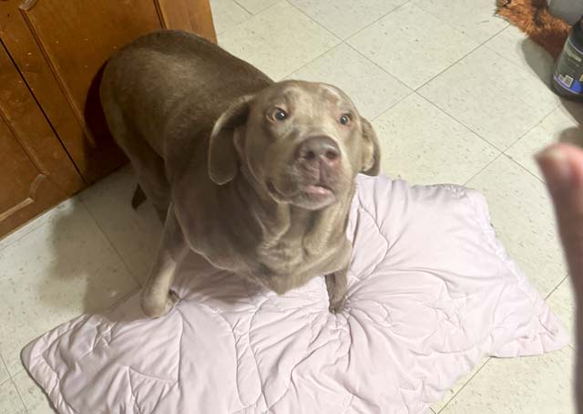 Tripawd Silver Labrador